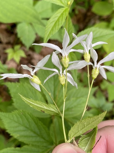 Gillenia trifoliata