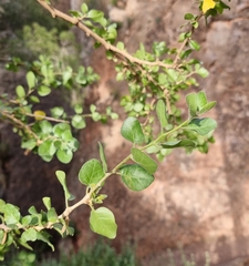 Withania frutescens