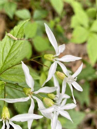 Gillenia trifoliata
