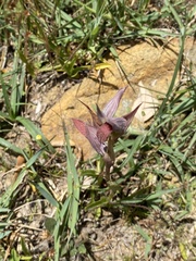 Serapias strictiflora