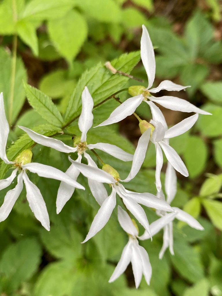 Gillenia trifoliata, Cabin John Regional Park, Potomac, MD, US