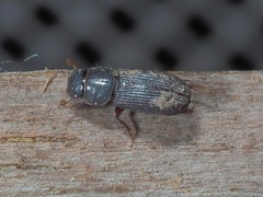 Ataenius gracilis