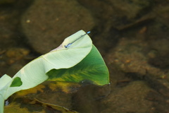 Paracercion calamorum