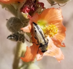 Acmaeodera latiflava latiflava