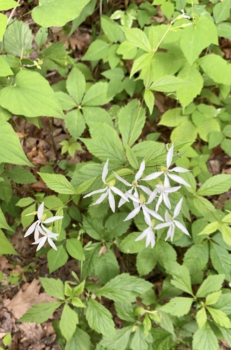 Gillenia trifoliata
