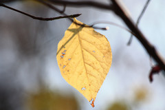 Euonymus maximowiczianus