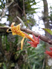 Columnea schiedeana