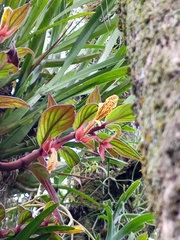 Columnea schiedeana