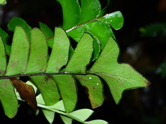 Lindsaea falcata