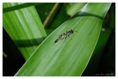 Trypoxylon petiolatum