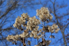 Parasenecio hastatus