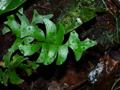 Lindsaea falcata