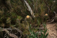 Klasea flavescens