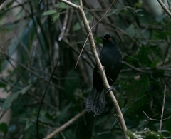 Pyriglena leucoptera