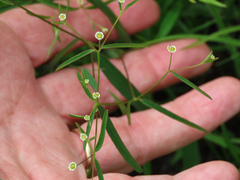 Euphorbia curtisii