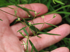 Euphorbia curtisii