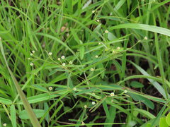 Euphorbia curtisii