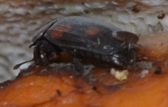 Ipidia binotata