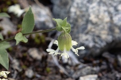 Silene campanulata