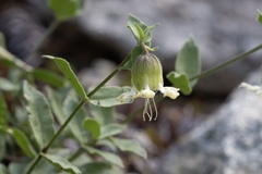 Silene campanulata