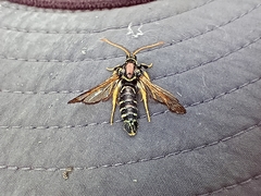 Paranthrene insolita