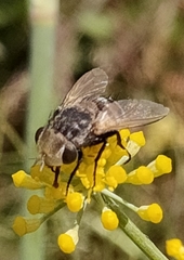 Gonia bimaculata