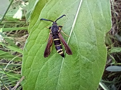 Paranthrene tabaniformis