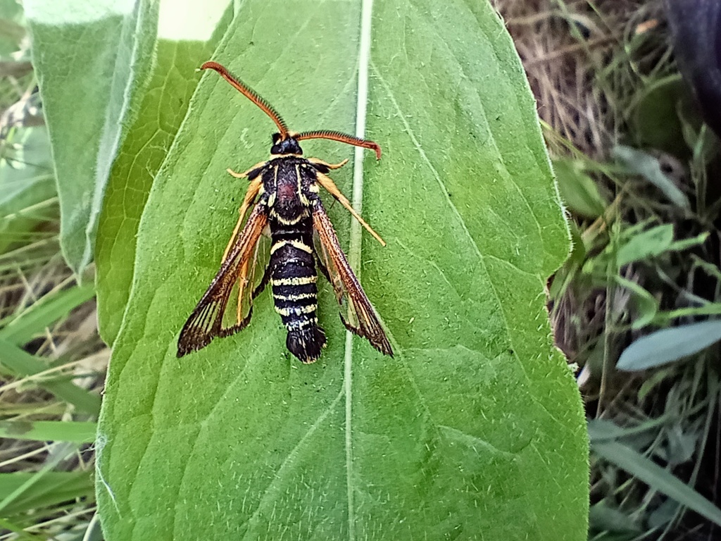 Paranthrene insolitus