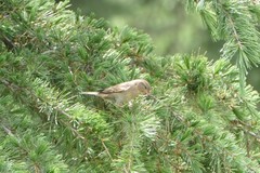 Passer domesticus