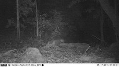 Panthera pardus fusca