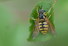 Chrysotoxum cautum