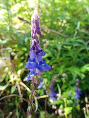 Rhynchoglossum