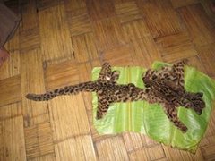 Pardofelis marmorata longicaudata