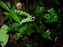 Lindsaea falcata