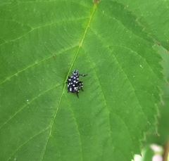 Lycorma delicatula