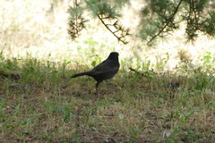 Turdus merula