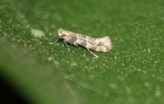 Phyllonorycter trifasciella