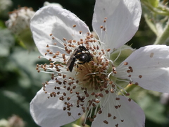 Hylaeus communis