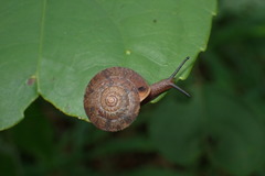 Plectotropis gerlachi