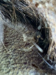 Nitidula flavomaculata