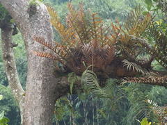 Drynaria pleuridioides