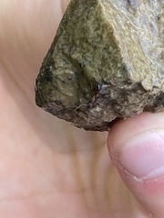 Formicoidea
