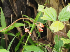 Hylodesmum repandum