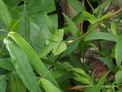 Hylodesmum repandum