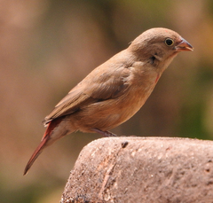 Lagonosticta senegala