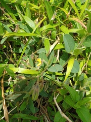Crotalaria calycina