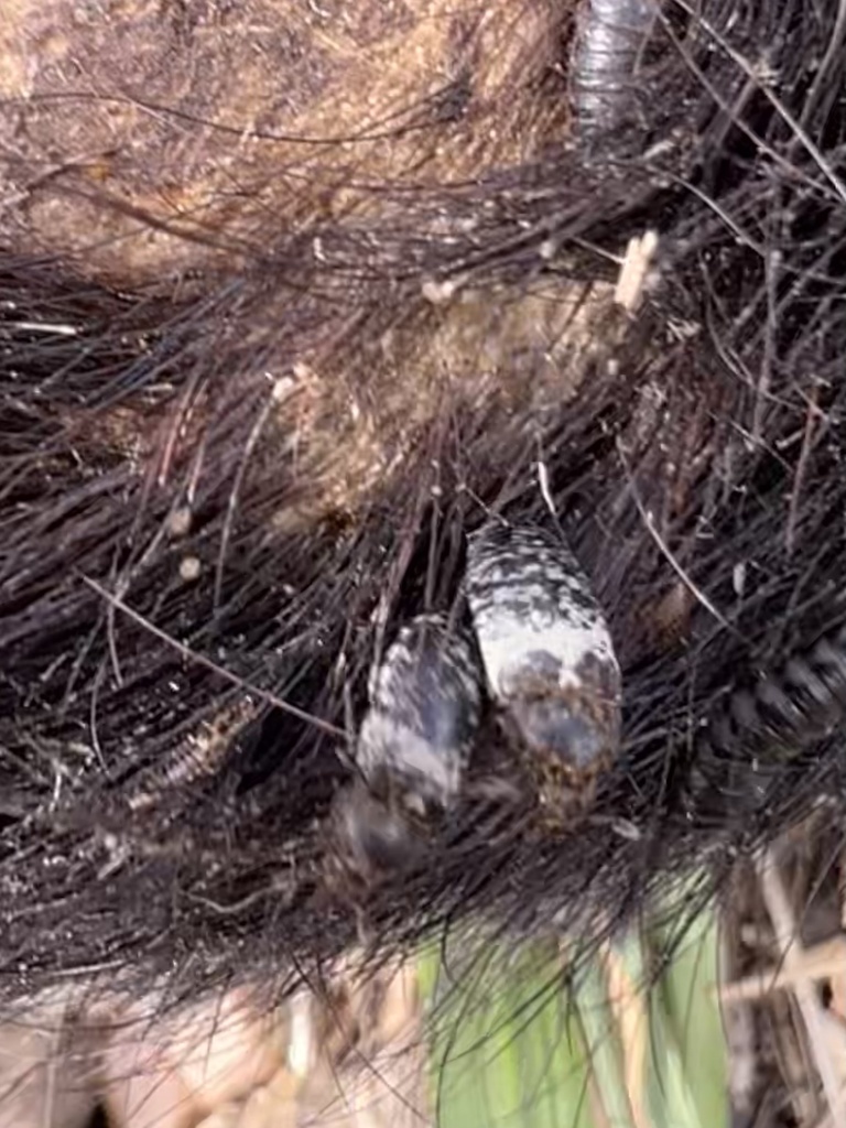 Common Carrion Beetle