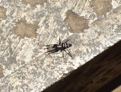 Sernokorba pallidipatellis