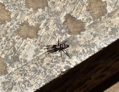 Sernokorba pallidipatellis