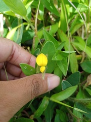 Crotalaria calycina